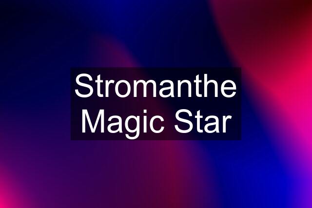 Stromanthe Magic Star