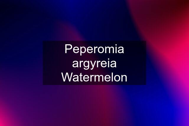Peperomia argyreia "Watermelon"