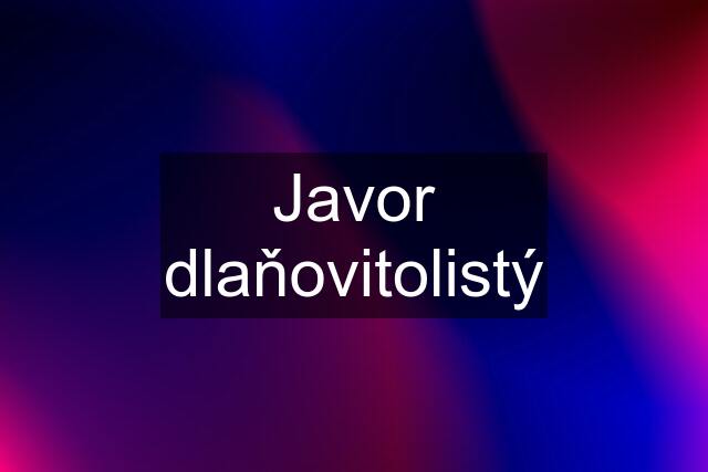 Javor dlaňovitolistý