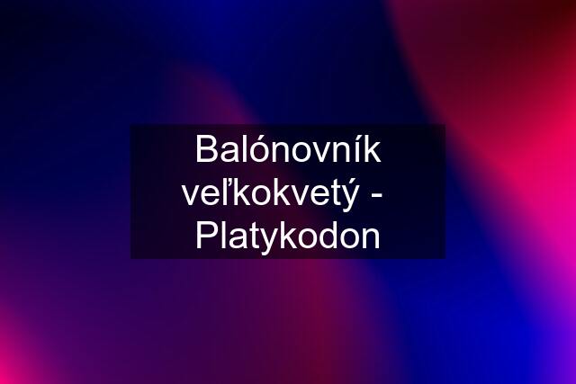 Balónovník veľkokvetý -  Platykodon