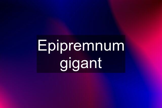 Epipremnum gigant