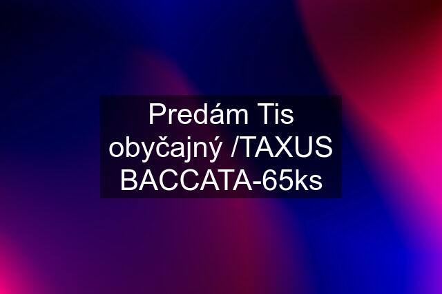 Predám Tis obyčajný /TAXUS BACCATA-65ks