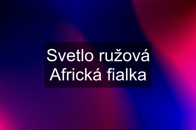 Svetlo ružová Africká fialka