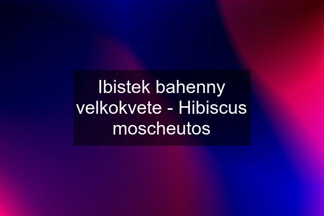 Ibistek bahenny velkokvete - Hibiscus moscheutos