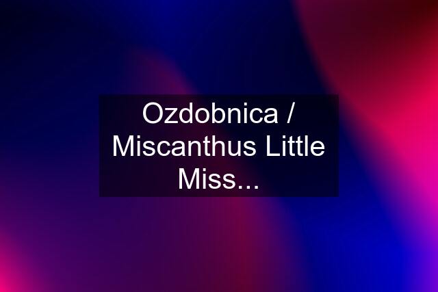 Ozdobnica / Miscanthus Little Miss...