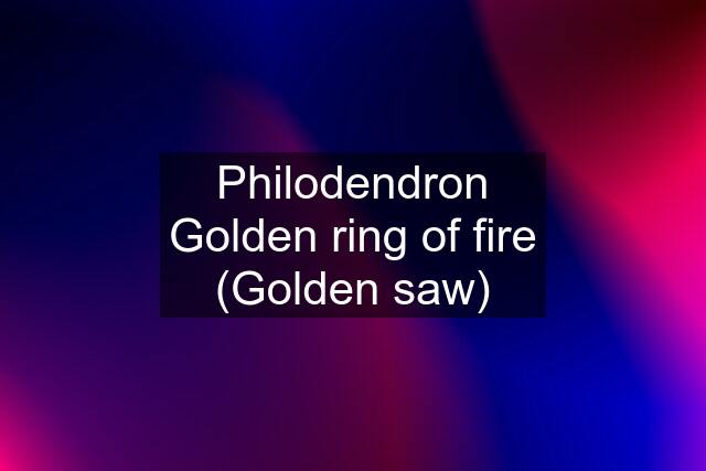 Philodendron Golden ring of fire (Golden saw)