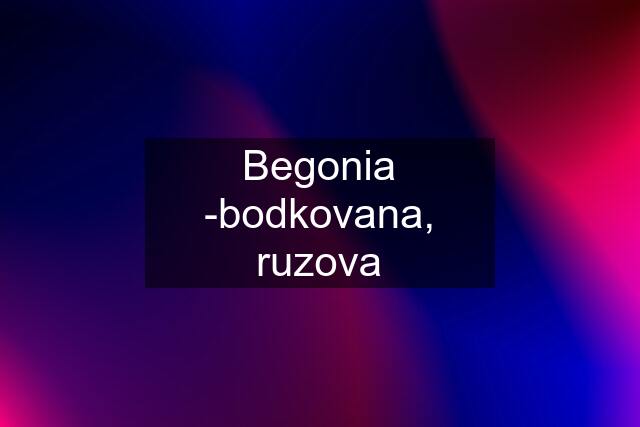 Begonia -bodkovana, ruzova