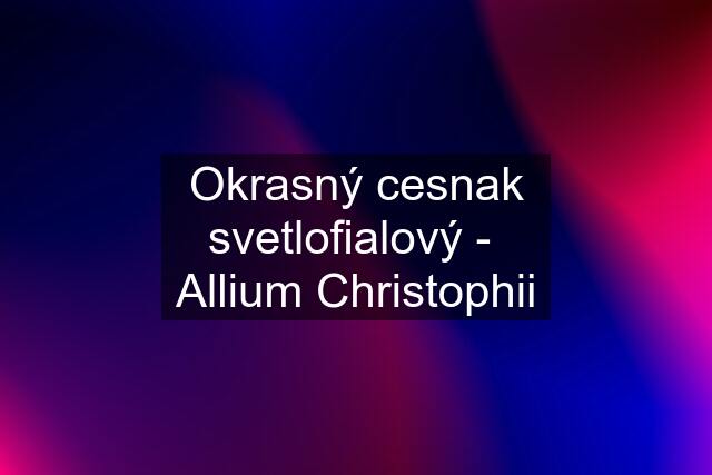 Okrasný cesnak svetlofialový -  Allium Christophii