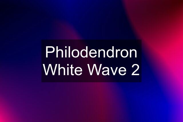 Philodendron White Wave 2